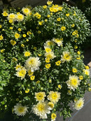 Chrysanthemums (Mums)