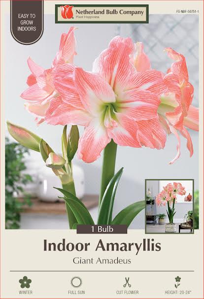 Amaryllis Bulbs