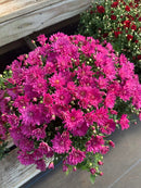 Chrysanthemums (Mums)