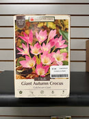 Assorted Fall Bulbs