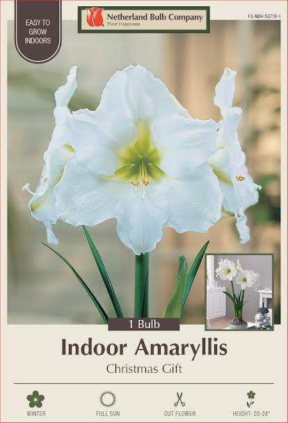 Amaryllis Bulbs