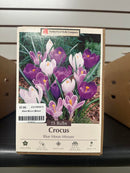 Assorted Fall Bulbs