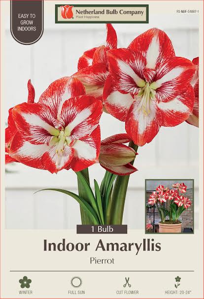 Amaryllis Bulbs