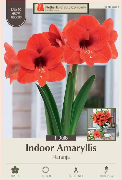 Amaryllis Bulbs