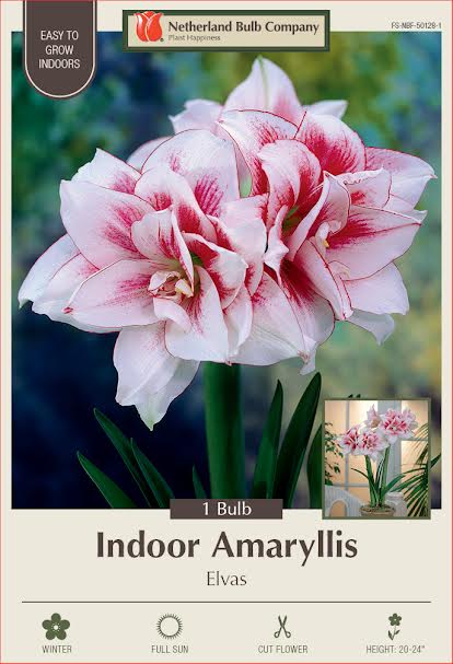 Amaryllis Bulbs