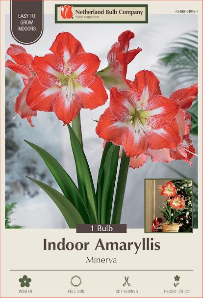 Amaryllis Bulbs