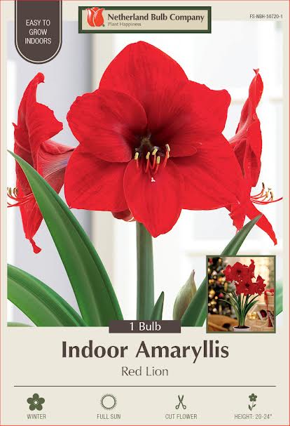 Amaryllis Bulbs