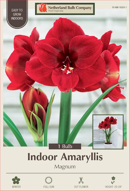 Amaryllis Bulbs