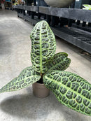 Labisia Kura Kura
