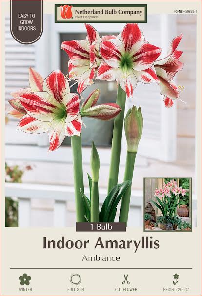 Amaryllis Bulbs