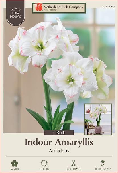 Amaryllis Bulbs