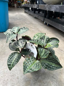 Geogeanthus Roxie