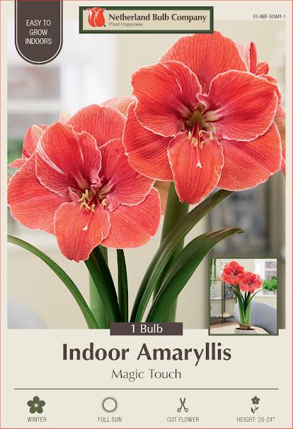 Amaryllis Bulbs