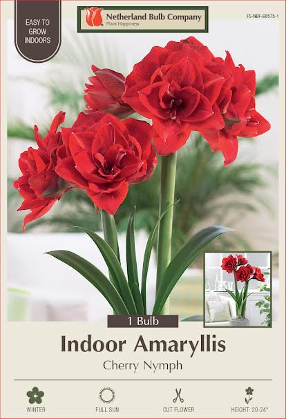 Amaryllis Bulbs