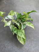 Pothos Marble Queen