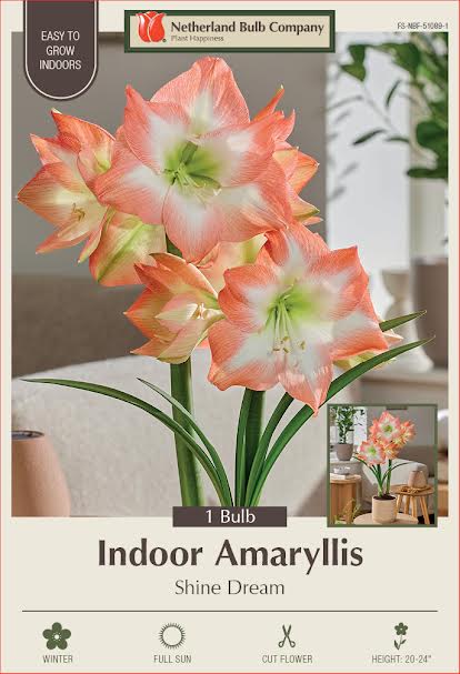 Amaryllis Bulbs