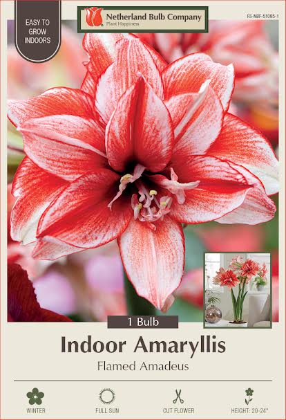 Amaryllis Bulbs