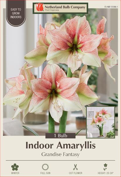 Amaryllis Bulbs