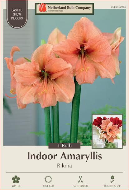 Amaryllis Bulbs