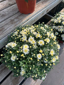Chrysanthemums (Mums)