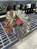 Rex Begonia Crackling Rosie