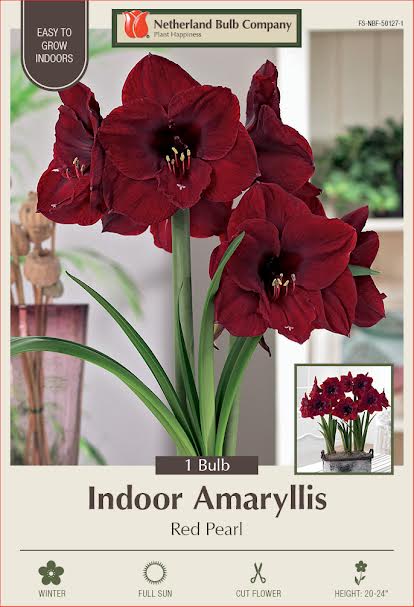 Amaryllis Bulbs