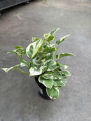 Pothos Pearls & Jade