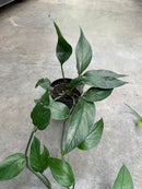 Pothos Baltic Blue