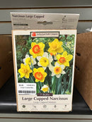 Assorted Fall Bulbs