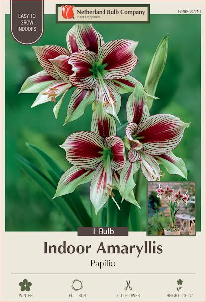 Amaryllis Bulbs