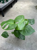 Philodendron Monstera