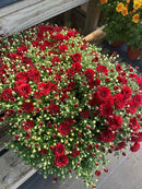 Chrysanthemums (Mums)