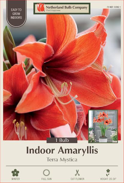 Amaryllis Bulbs