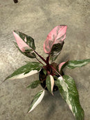Philodendron Princess Marble