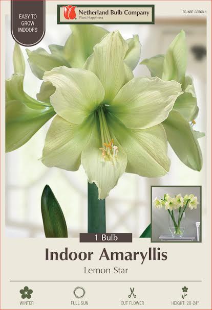 Amaryllis Bulbs