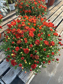 Chrysanthemums (Mums)