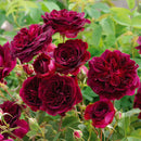 Munstead Wood Rose