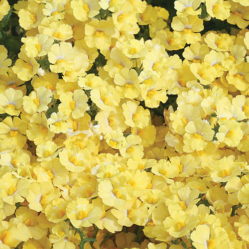 Sunsatia Nemesia - 4" Annual