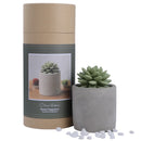 Succulent Ceramic Fragrance Reed Diffuser Set - Citrus Verbena