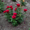 Chrysler Imperial Hybrid Tea Rose (Rosa 'Chrysler Imperial') - 3 gallon