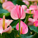 Anthurium