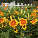 Daylilies
