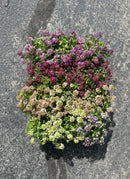 4" Alyssum