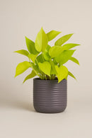 5" Neon Pothos