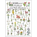 Northeast Wildlife Posters Assortment