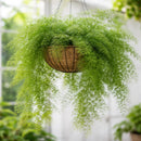 Asparagus Fern Hanging Basket 8"