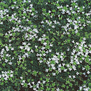 Creeping Thyme - Assorted Varieties