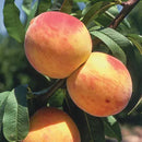 Reliance Peach Tree