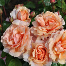 Soul Sister Rose