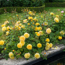 The Poet's Wife Rose